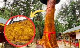 Là báu vật có '1-0-2' trên đời, gỗ Kim Tơ Nam Mộc được bán với giá gần 9.000 tỷ đồng, không một ai dám trồng