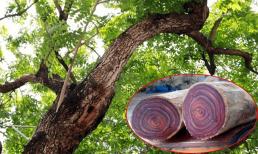 Ở Việt Nam có một loại gỗ được ví như 'khối vàng lộ thiên', vô cùng quý hiếm và đắt đỏ, giá trị có thể lên đến cả trăm tỷ đồng