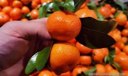 Khi mua cam đường nên chọn có lá hay không? Hãy để ý '3 điểm', cam sẽ tươi ngọt và mọng nước