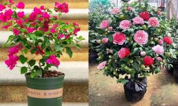 Sáu loài hoa này đều thích “uống dấm”, nếu bạn cho một ít mỗi ngày thì lá và rễ xanh sẽ phát triển mạnh mẽ