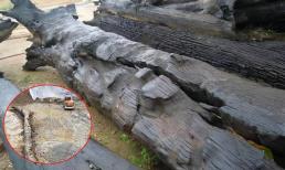 Máy xúc đào trúng cây gỗ tỏa hương ngào ngạt, là gỗ gì mà được định giá hơn 349 tỷ đồng?