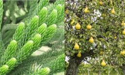 Cây âm là gì và tại sao tổ tiên khuyên không nên trồng trước cửa nhà để tránh tài lộc tiêu tán