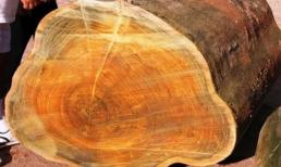 Có một loại gỗ nghe tên đã thấy 'đỏ mặt', giá cao gấp 8000 lần so với gỗ thông thường, đó là? 