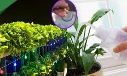 Chỉ với một thao tác nhỏ vùi thứ này vào gốc cây, cây phát triển tốt tươi không cần chăm sóc cầu kỳ