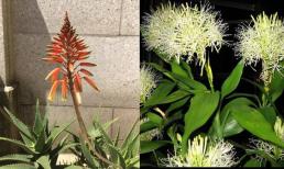 Những điềm báo bất ngờ ẩn sau 6 loại cây cảnh khó nở hoa nhưng mỗi lần hoa nở lại hết sức thú vị