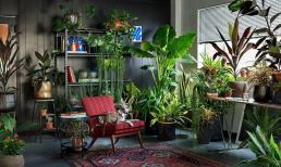 Giữ 3 loại hoa này trong nhà sẽ tránh được những điều 'xui xẻo', chúng mang ý nghĩa đẹp đẽ và là thứ không thể thiếu đối với những người yêu hoa!