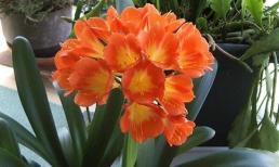  Gần Tết mà 4 cây cảnh bỗng dưng nở hoa chứng tỏ điềm lành, tài lộc đến nhà