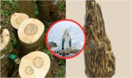 Một địa phương ở Việt Nam sở hữu Bạch Kỳ Nam tốt nhất thế giới, quý hơn kim cương, giá cao ngất 50 tỷ/kg