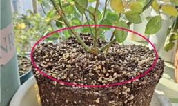 5 loại 'chất làm tơi đất tự nhiên', cho một ít vào chậu hoa, đất sẽ mềm như bánh mì!