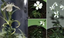 Các nhà khoa học hồi sinh hạt giống từ 30.000 năm trước! Phải đến khi cây nở hoa, chúng ta mới phát hiện ra sự khác biệt so với thời hiện đại