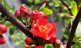 4 loại hoa không thể tặng, nếu có trong nhà hãy giữ lại cho riêng mình, đừng đem tặng hết những “phúc lành, may mắn” 