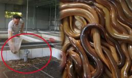 Nuôi loài lưỡng tính thích chui rúc lại đẻ sòn sòn trong bể xi măng, anh nông dân kiếm 2 tỉ đồng mỗi năm