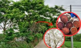 Rừng gỗ quý hơn vàng được trồng ở Hà Nội, dân xem như báu vật nên lắp camera, chia nhau canh giữ