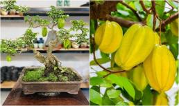 Ý nghĩa phong thuỷ của cây khế? Trồng cây khế vị trí nào là tốt nhất?