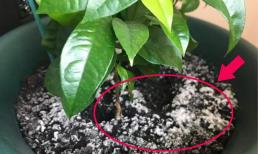 Bón 3 loại “thuốc” này vào đất trong chậu, cây hoa sẽ không còn úa vàng, hoa lá sẽ phát triển tươi tốt trong mùa đông