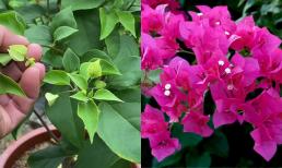 Hoa giấy 'đực' và hoa giấy 'cái' khác nhau như thế nào? Trồng hoa giấy mà không biết điều này bảo sao chỉ tốt lá