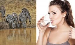 Vì sao con người phải lọc và đun sôi nước để uống, trong khi động vật hoang dã có thể uống trực tiếp mà không bị ảnh hưởng? 