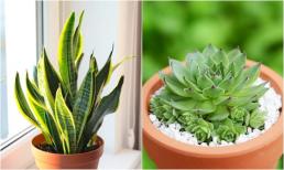 Chọn cây cảnh phong thủy phù hợp với từng Mệnh để mang lại tài lộc, xua tan vận xui trong năm 2025