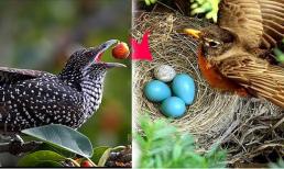 Bạn có biết loài chim nào 'lưu manh' nhất Việt Nam? Hành vi của nó sẽ khiến bạn phải thốt lên sao mà nham hiểm, độc ác, vô trách nhiệm đến vậy