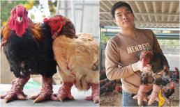 Gà quý hiếm giá tiền triệu 'cháy hàng' trước thềm năm mới, khách hàng tranh nhau mua