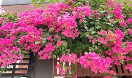 Ai nên trồng hoa giấy? Gia chủ thuộc 2 tuổi này trồng hoa giấy là 'bắt được vàng', đó là? 