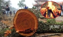 Gỗ quý 50 tỷ đồng bị đem làm 'chuồng lợn', nhóm lửa vì không biết giá trị, nhiều người nghĩ lại sẽ thấy tiếc 