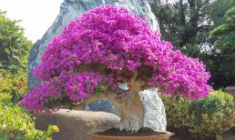 Để hoa giấy nở bung kín cành và tươi lâu từ nay đến Tết, chỉ cần tưới thứ nước 'rẻ bèo' này thường xuyên