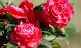 Tại sao nụ hoa trà lại teo và lá rụng sau khi rửa rễ? Vì bạn đã làm sai ngay từ bước đầu tiên