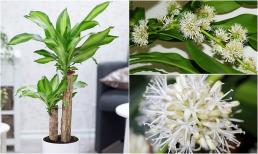 Thiết mộc lan chiêu tài chiêu lộc, may mắn ập đến, đặc biệt hợp với người thuộc 2 mệnh này!