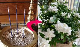 Biến rác thải thành báu vật: tiết lộ vai trò tuyệt vời của tro hương trong chăm sóc hoa