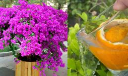 Ba loại 'rác nhỏ' bỏ trong thùng dùng để trồng hoa. Chúng xốp và màu mỡ. Chúng thích tất cả các loại hoa