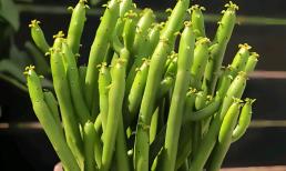 5 loại hoa bị người khác không thích, chúng có ý nghĩa xấu và gây khó chịu. Hãy tránh xa nếu gặp ở chợ hoa