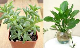 Với 6 cây cảnh 'thả đâu sống đó' này, bạn sẽ trở thành chuyên gia làm vườn mà chẳng cần nỗ lực nhiều!