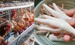 Chân gà 'vô tận' ở chợ rau có nguồn gốc từ đâu và ăn có an toàn không?