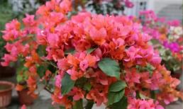 Đừng làm “3 điều ngu ngốc” này sau khi hoa giấy nở để tránh nụ rụng và hoa sẽ càng nở nhiều hơn