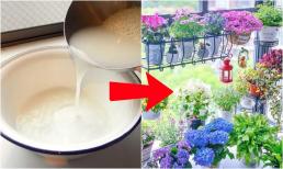 Chôn 1 thìa 'bảo bối' tự chế xuống đất, hoa tươi tốt, không cần bón phân vẫn nở đều hết cỡ