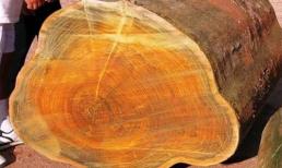 Loại gỗ nghe tên đã thấy 'đỏ mặt', chỉ dành cho hoàng tộc, giá cao gấp 8000 lần gỗ thông thường