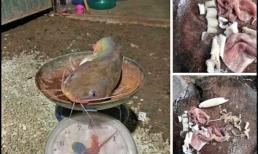 Phát hiện thứ kinh hoàng trong bụng cá trê được bắt dưới ao, ai nhìn cũng bị ám ảnh