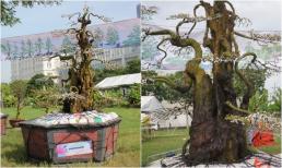 Cặp khế dáng 'quân tử' 300 tuổi: Hàng hiếm, từng được bán với giá 15 tỷ, nhìn thôi chứ không dám mua 