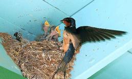 Cận Tết có 6 điềm báo này thì năm mới gia chủ phát tài 