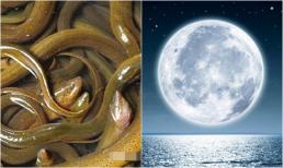 Các cụ dặn: 'Nghèo khó đến mấy cũng đừng ăn lươn trông trăng', lươn trông trăng là gì? Tại sao lại nói như vậy?