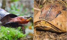 Bất ngờ loài vật quý hiếm của Việt Nam nằm trong top nguy cấp nhất thế giới, săn bắt có thể bị truy tố hình sự