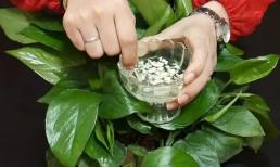 Tỏi ném vào chậu hoa có tác dụng mạnh đến mức hoa lá mọc um tùm, chồi mới mọc ra