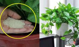 Bí quyết chăm cây độc đáo: Chỉ cần trải một nắm gạo trong chậu hoa, hiệu quả lớn đến mức hàng xóm phải đổ xô học hỏi