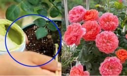 Muốn hoa hồng nở rộ, lâu tàn và chất lượng tuyệt vời? Ghi nhớ ngay 3 điểm quan trọng này để cây hoa của bạn rực rỡ quanh năm
