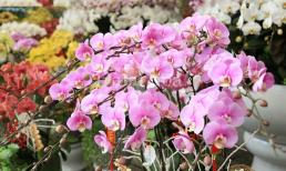 Cách phân biệt lan Trung Quốc và lan Hồ Điệp Đà Lạt, tránh bị mua nhầm mất tiền oan