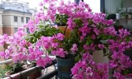 Nếu muốn hoa giấy nở sớm, bạn cần làm ngay 3 việc để nhân đôi số lượng hoa, đẹp rực rỡ