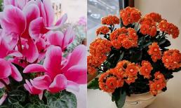 Đặt 5 loại cây này trong nhà vào mùa đông, lá và hoa màu sắc rất đẹp, thích hợp cho người mới tập trồng