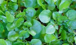 Loại rau 'tốt nhất thế giới', giúp phòng chống ung thư, bán đầy ở chợ Việt mà giá lại rẻ bèo