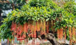 Tại sao cây lộc vừng đẹp, hút lộc nhưng nhiều người không trồng trước cổng? 